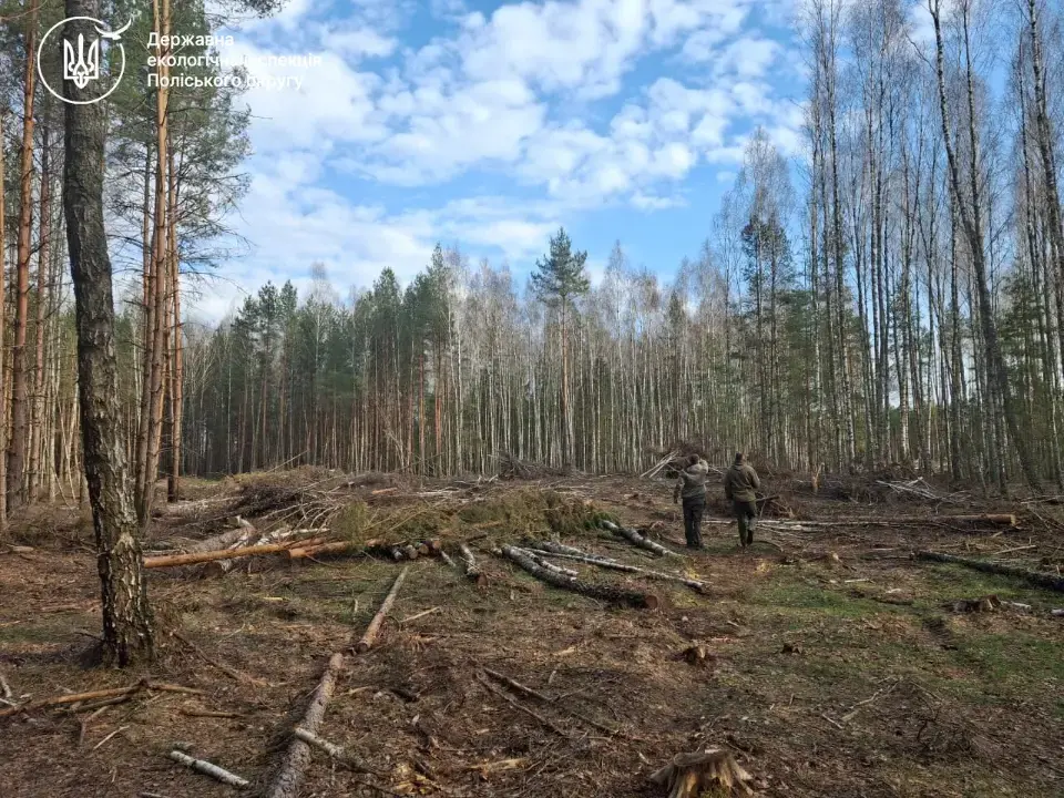 На Житомирщині викрили масові незаконні вирубки лісу на десятки мільйонів гривень