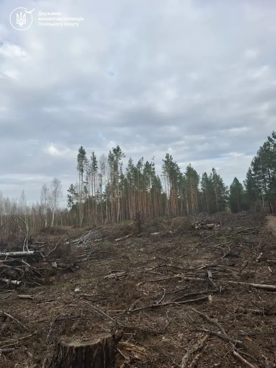 На Житомирщині викрили масові незаконні вирубки лісу на десятки мільйонів гривень