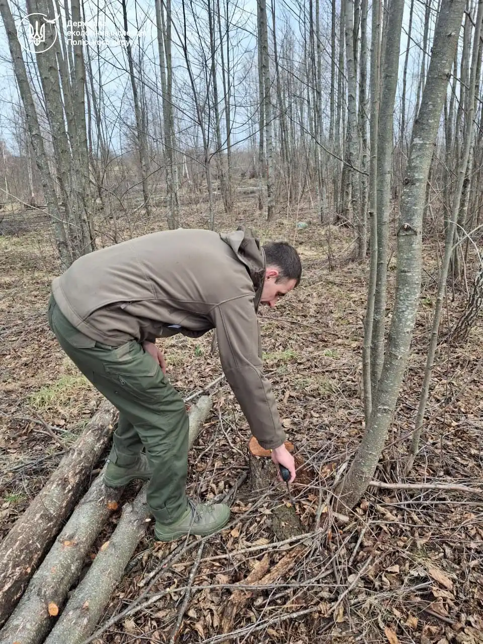 На Житомирщині викрили масові незаконні вирубки лісу на десятки мільйонів гривень