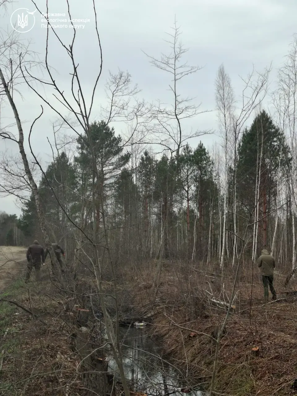 На Житомирщині викрили масові незаконні вирубки лісу на десятки мільйонів гривень
